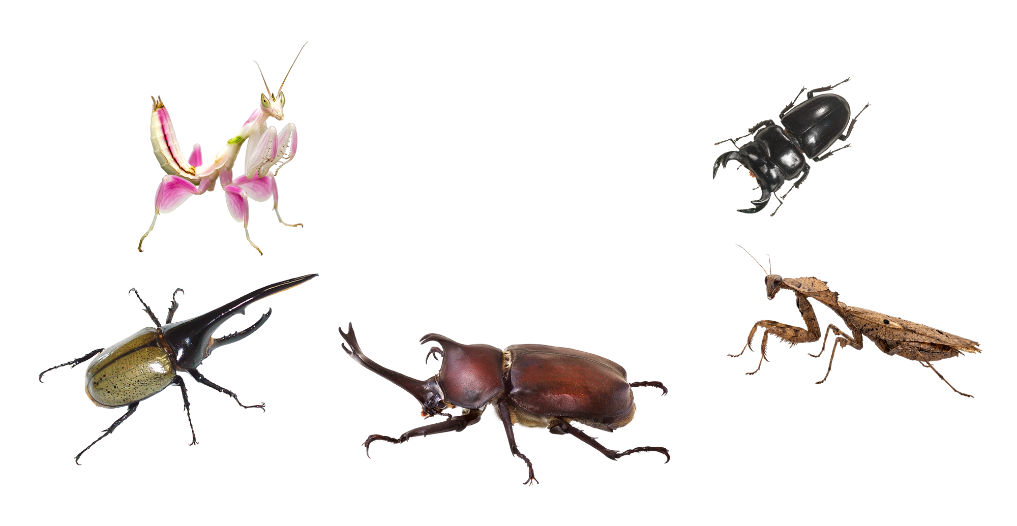 こんな昆虫、見たことある？ カブトムシ・クワガタムシ・カマキリなど、国内外のさまざまな昆虫を取り扱っています。