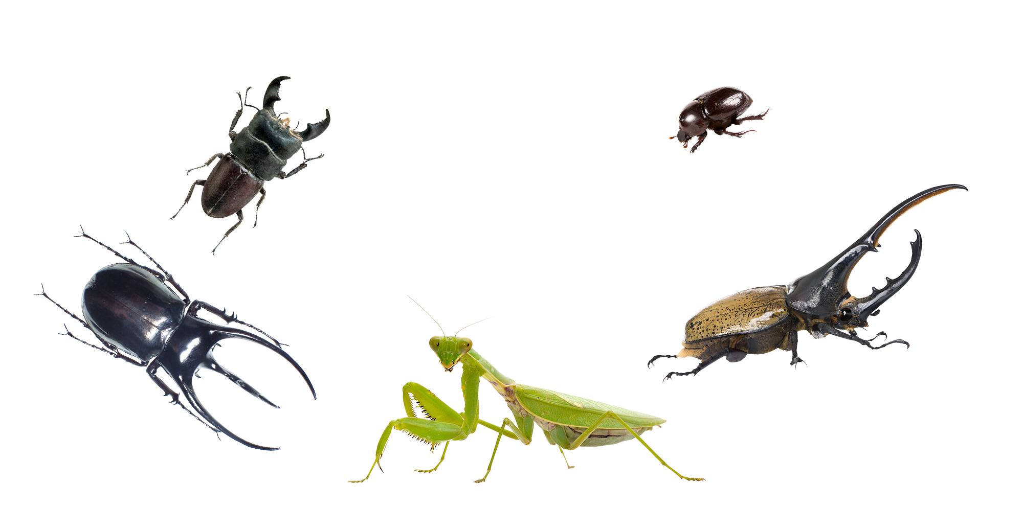 こんな昆虫、見たことある？ カブトムシ・クワガタムシ・カマキリなど、国内外のさまざまな昆虫を取り扱っています。